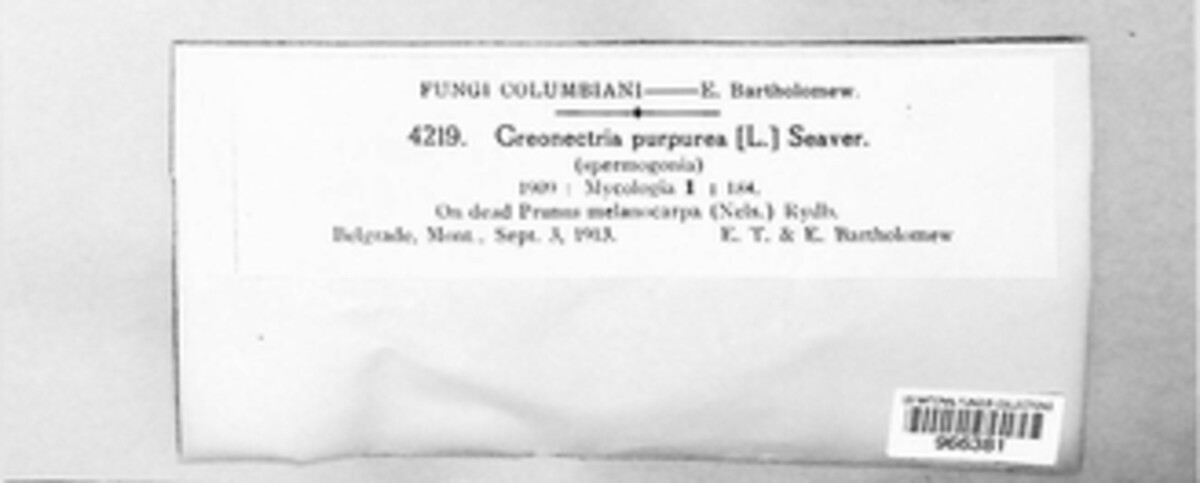 Creonectria purpurea image